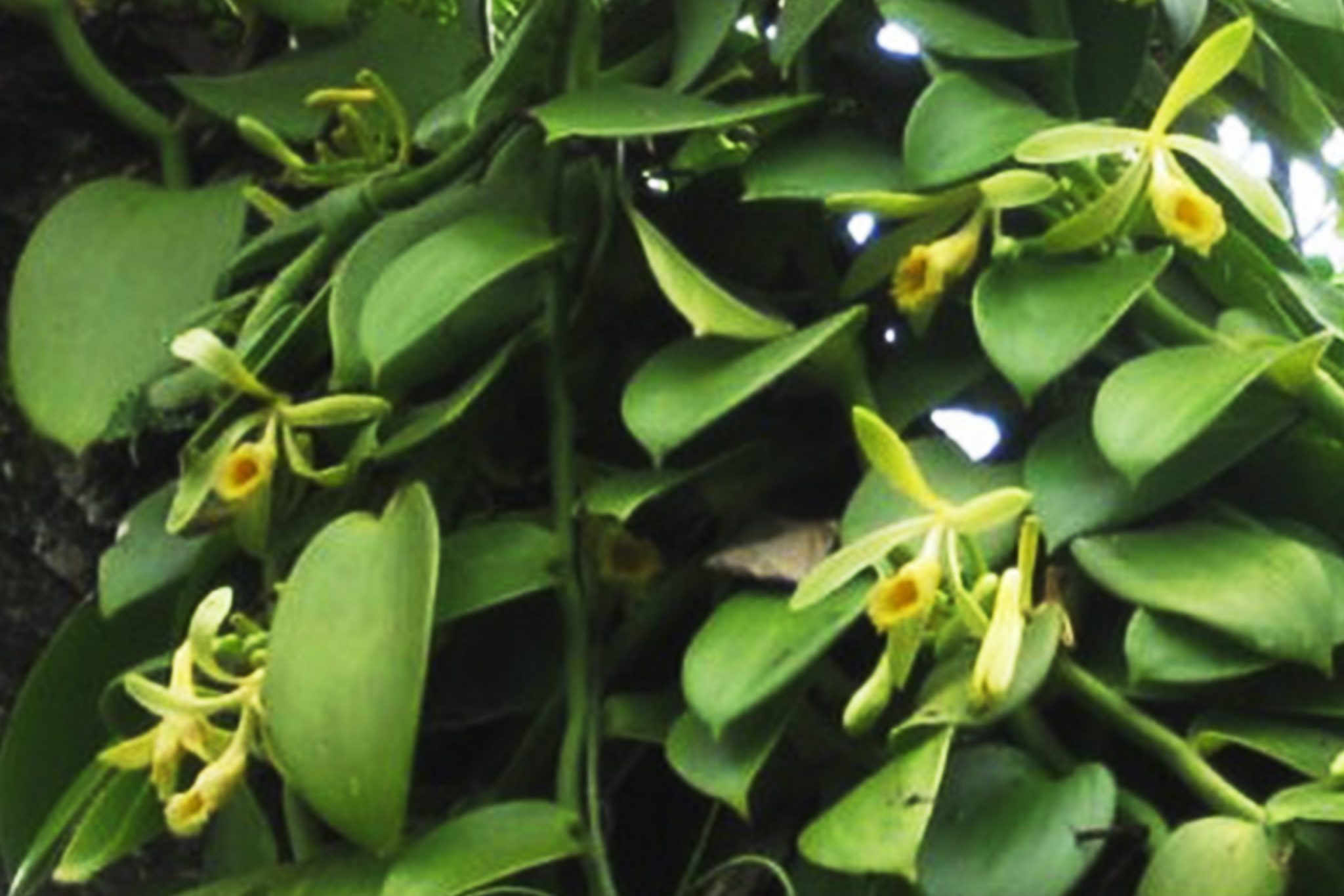 Orquídeas Trepadoras Megaguía con todas las características