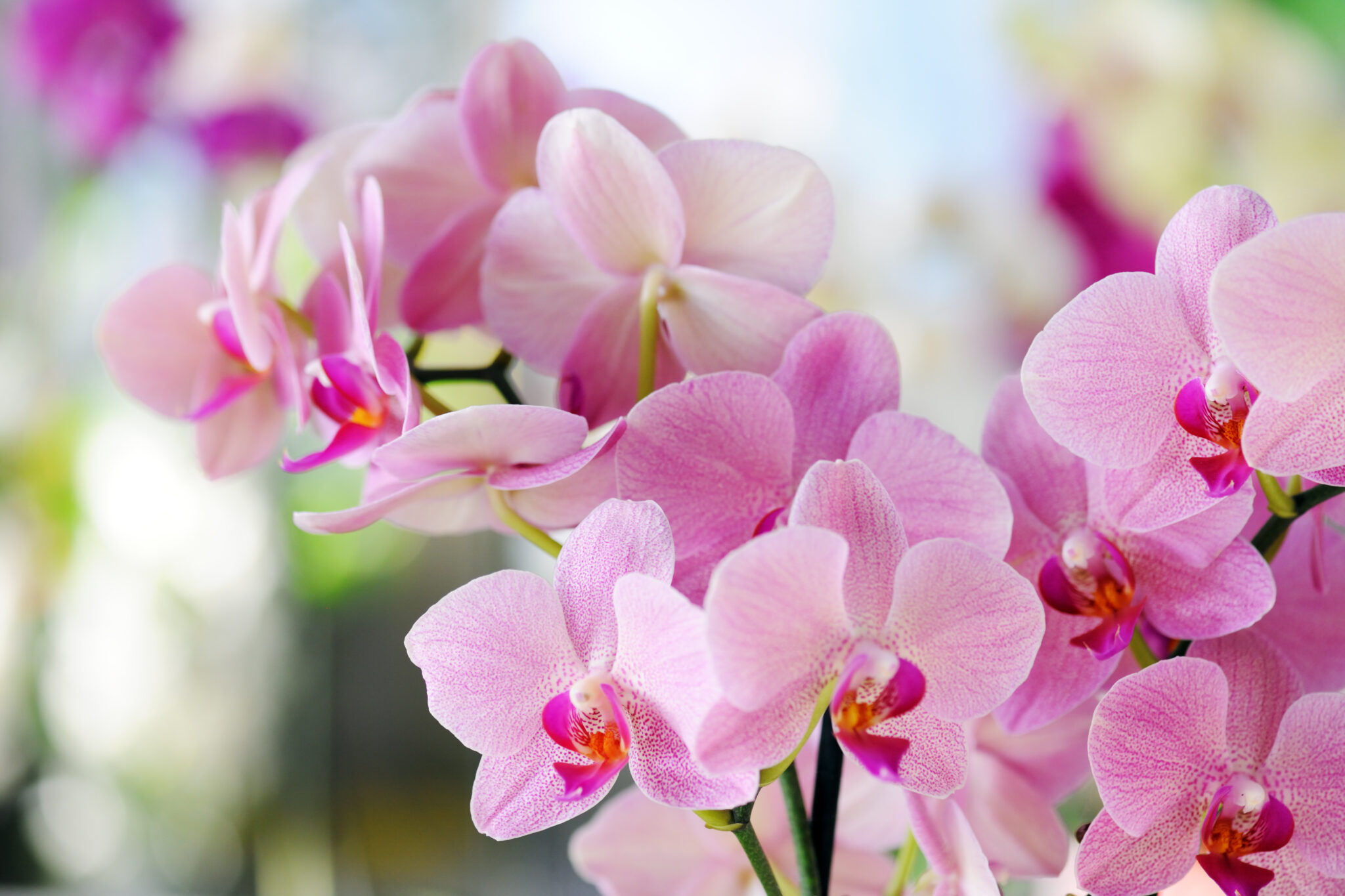 Orquídea rosa Significado cuidados y fotos La guía más