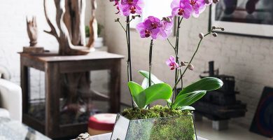 sustrato phalaenopsis
