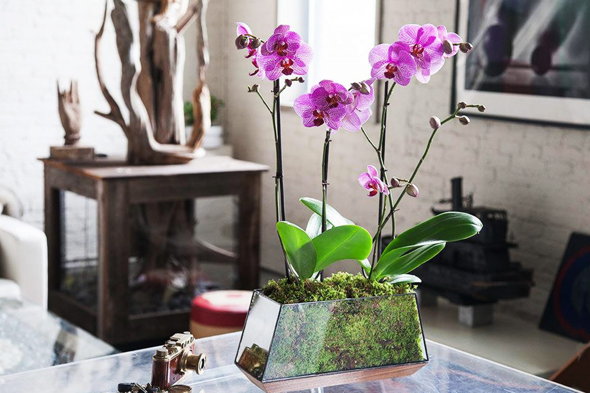 Необычные Орхидеи В Горшках