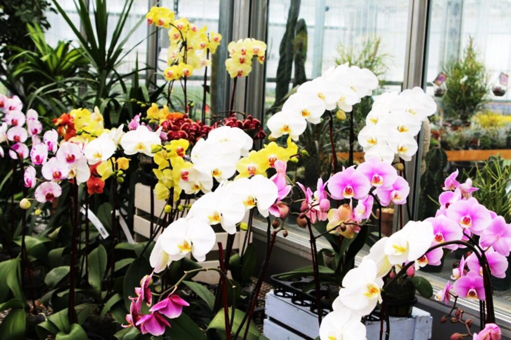 ▷ Tipos de orquídeas: familias, géneros, especies, clasificaciones ¡y más!