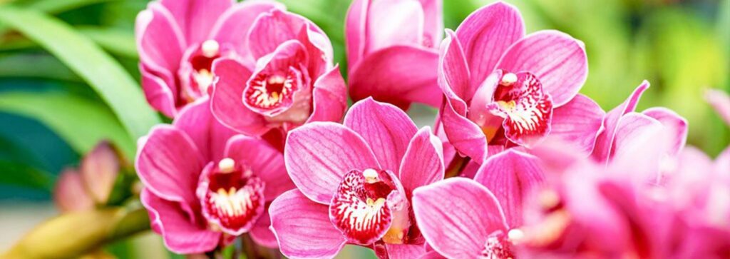 fertilizante orquideas