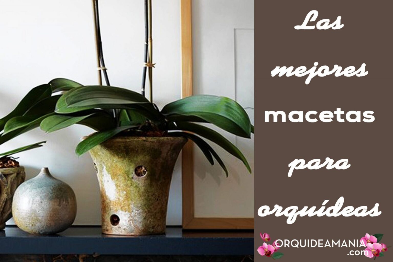 Las mejores macetas para orquídeas y cómo elegirlas [Megaguía]