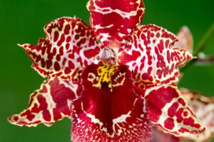 Orquídea Cambria