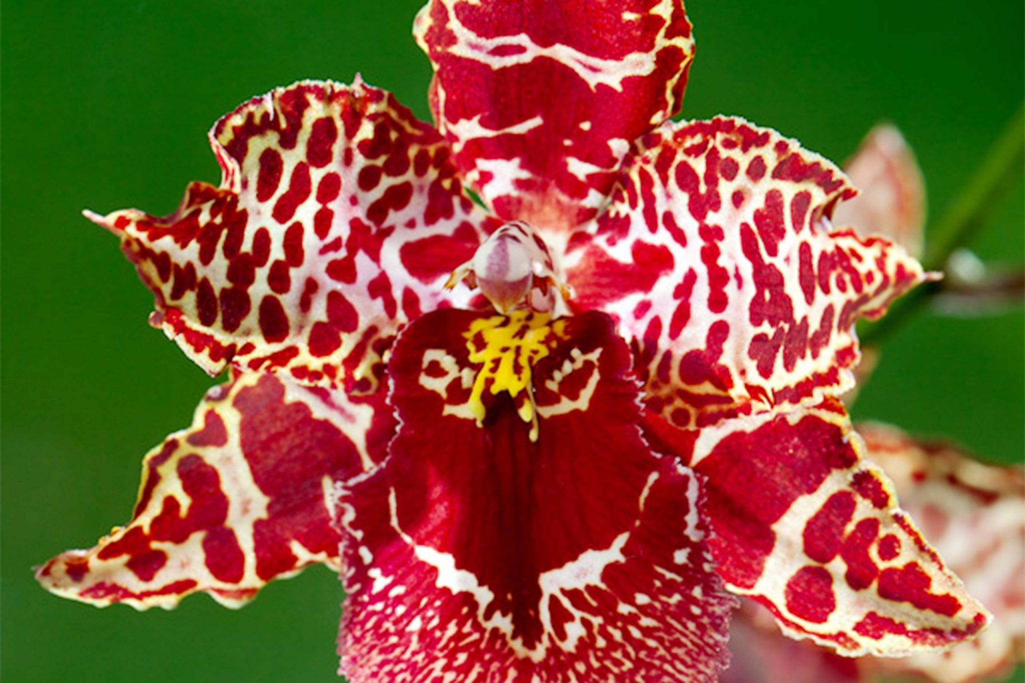 ▷ Orquídea Cambria [Megaguía de información y cuidados necesarios]