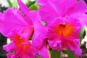 Orquídea Cattleya