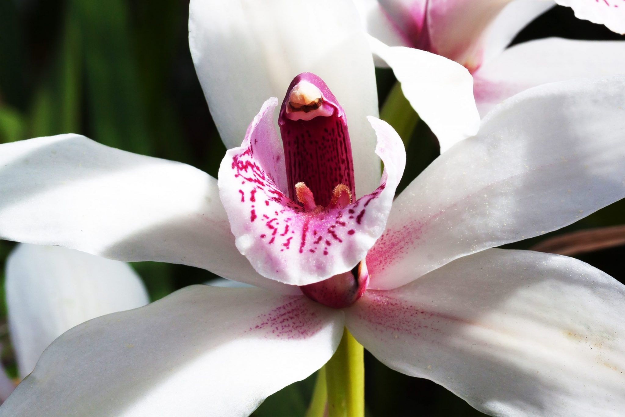 Orquídea Cymbidium Megaguía De Información Y Cuidados Necesarios 