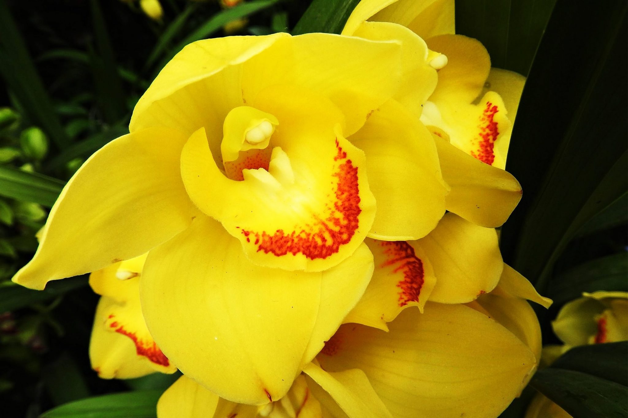 encima Agregar Iluminar ▷ Orquídea Cymbidium [Megaguía de información y cuidados necesarios]