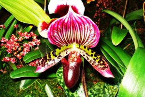 Orquídeas Paphiopedilum