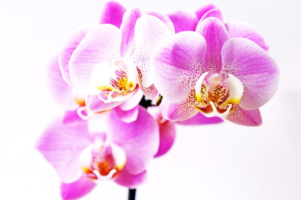 ▷ Orquídea Phalaenopsis [Megaguía con todo lo necesario]