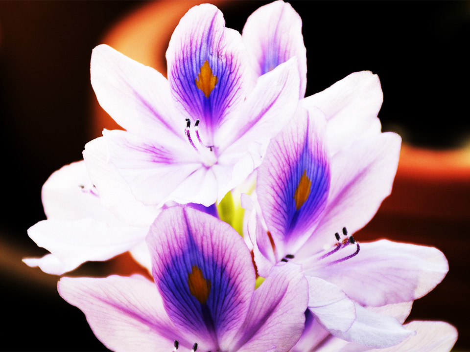 ▷ Orquídea Vanda [Megaguía con todo lo necesario]