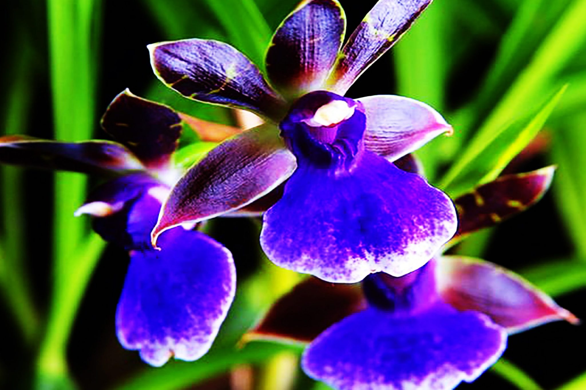 ▷ Orquídea Zygopetalum [Megaguía con todo lo necesario]