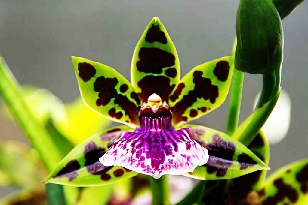 ▷ Orquídea Zygopetalum [Megaguía con todo lo necesario]