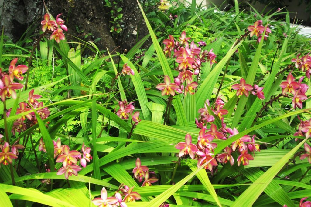 ▷[Megaguía] Orquídeas Terrestres: todas las características y cuidados