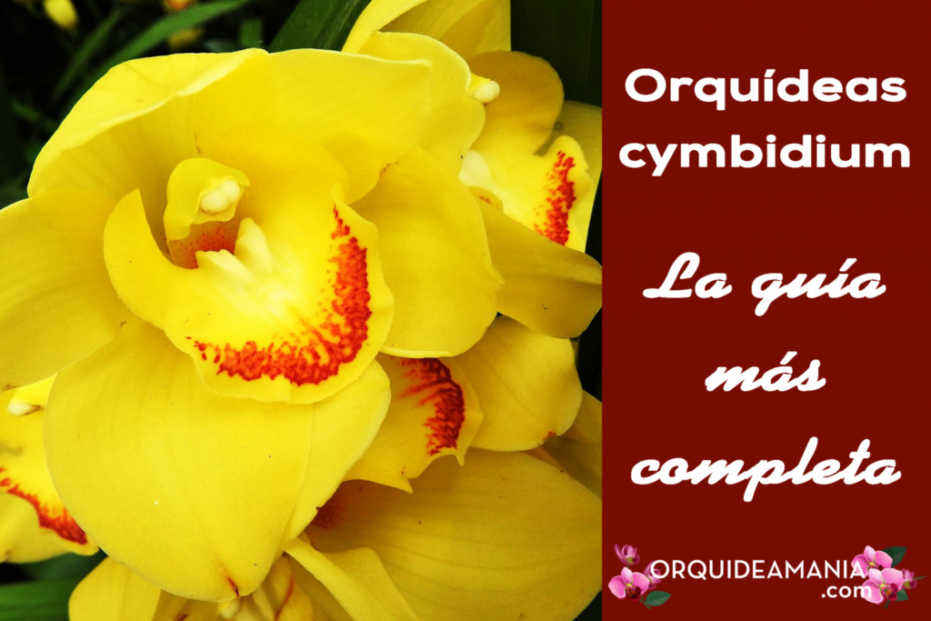 ▷ Orquídea Cymbidium [Megaguía de información y cuidados necesarios]