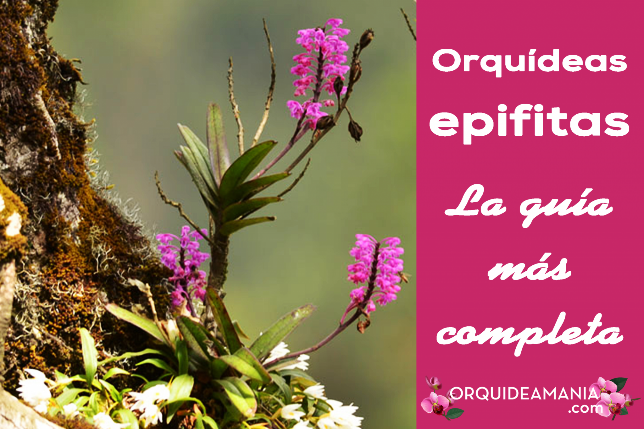 ▷ Orquídeas Epifitas [Megaguía y características]