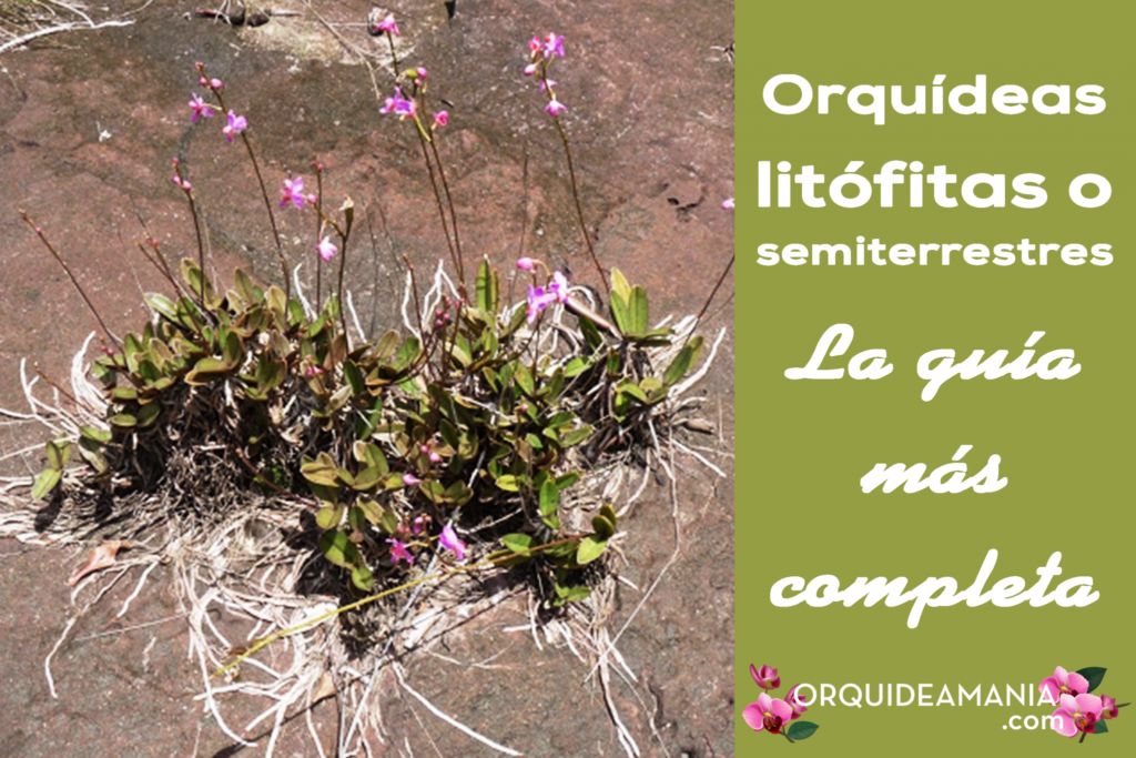 orquideas semi terrestres terricolas