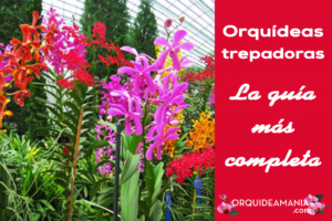 Orquídeas Trepadoras