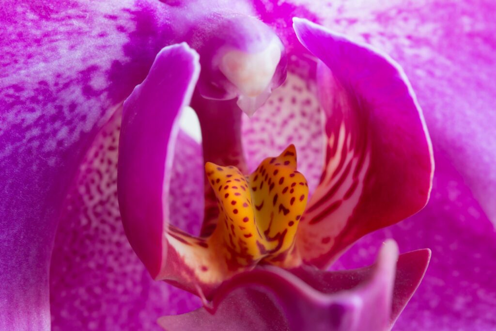 ▷ Cómo lograr la floración de las orquídeas en casa ?【Guía completa】
