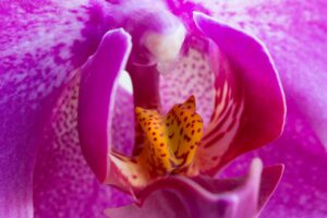 Cómo lograr la floración de las orquídeas en casa paso a paso