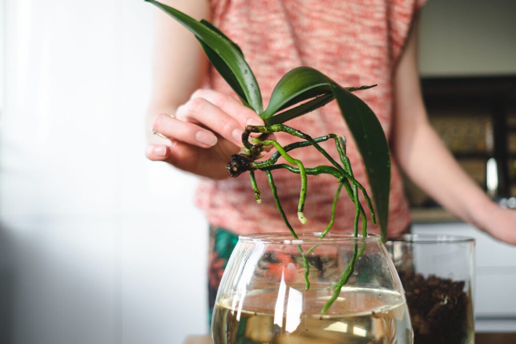 Tratado fragancia acerca de ▷ Raíces de orquídeas 🥇【Lo que debes saber para orquideas sanas】