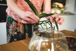 Raíces de las orquídeas | Todo lo que debes saber acerca de ellas