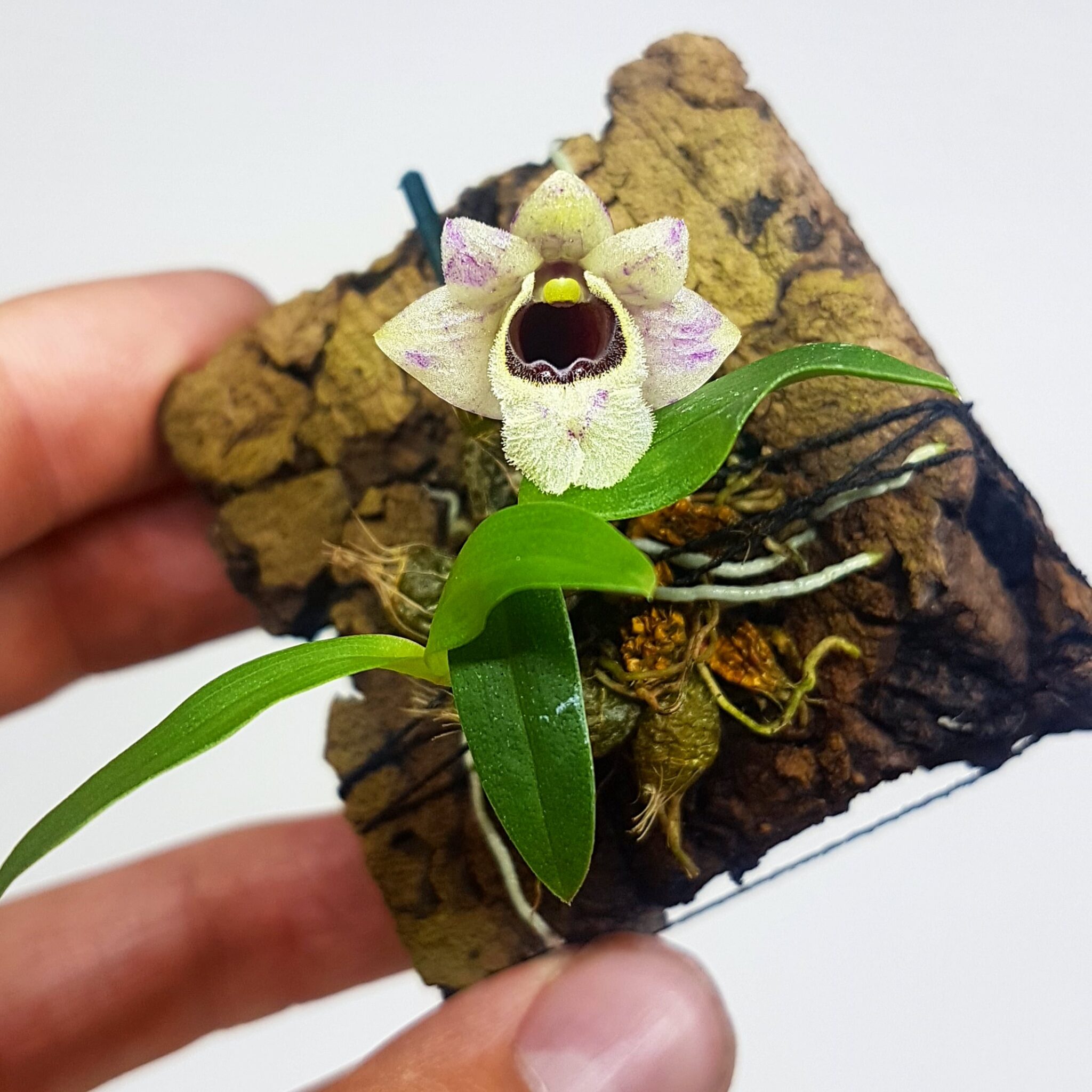 ▷? [Mini orquídeas] ? [La guía más completa del 2023]