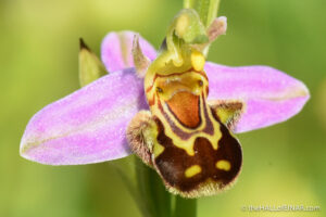 OrquÃ­dea abeja | Te descubrimos la orquÃ­dea Ophrys apifera