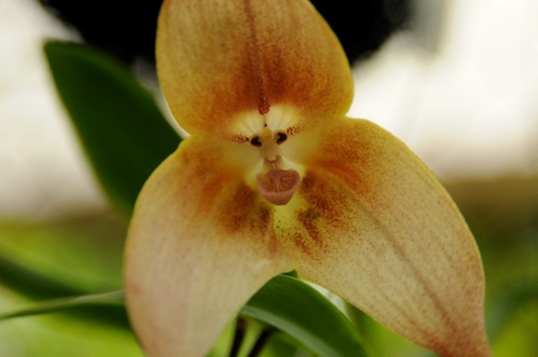 ▷🌺 [Orquídea Cara de Mono | Te descubrimos la orquídea Dracula Simia] 👉  [La guía más completa del 2023]