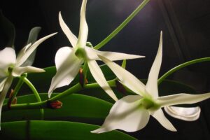 Orquídea de Darwin | Te descubrimos la orquídea Angraecum sesquipedale