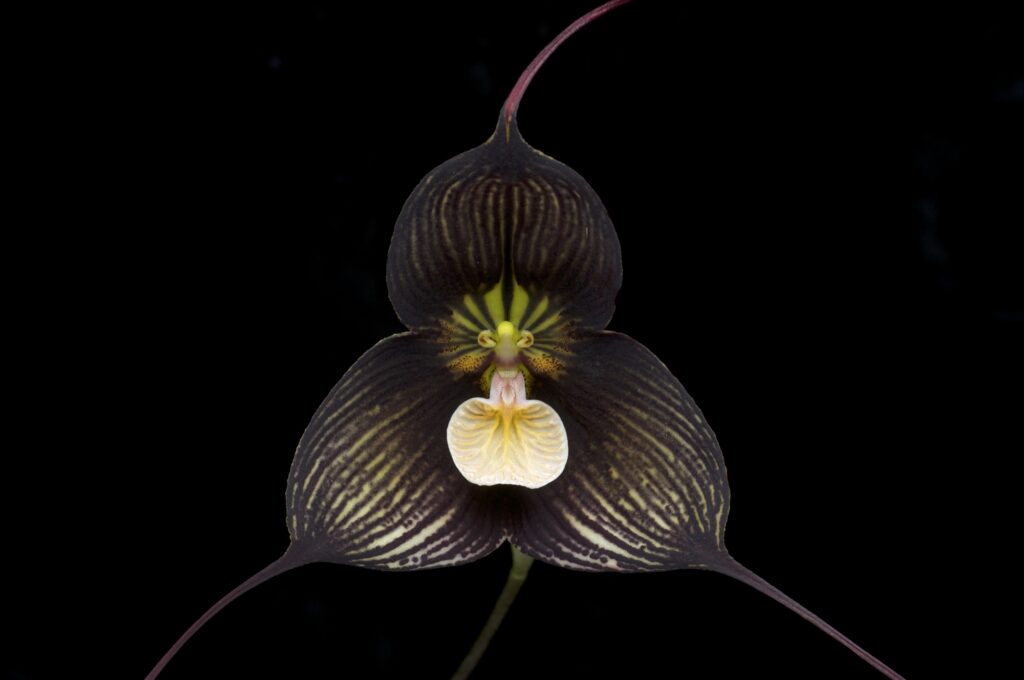 ▷? [Orquídea Drácula | Te descubrimos la orquídea Dragón] ? [La guía más  completa del 2023]