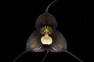 Orquídea Drácula | Te descubrimos la orquídea Dragón