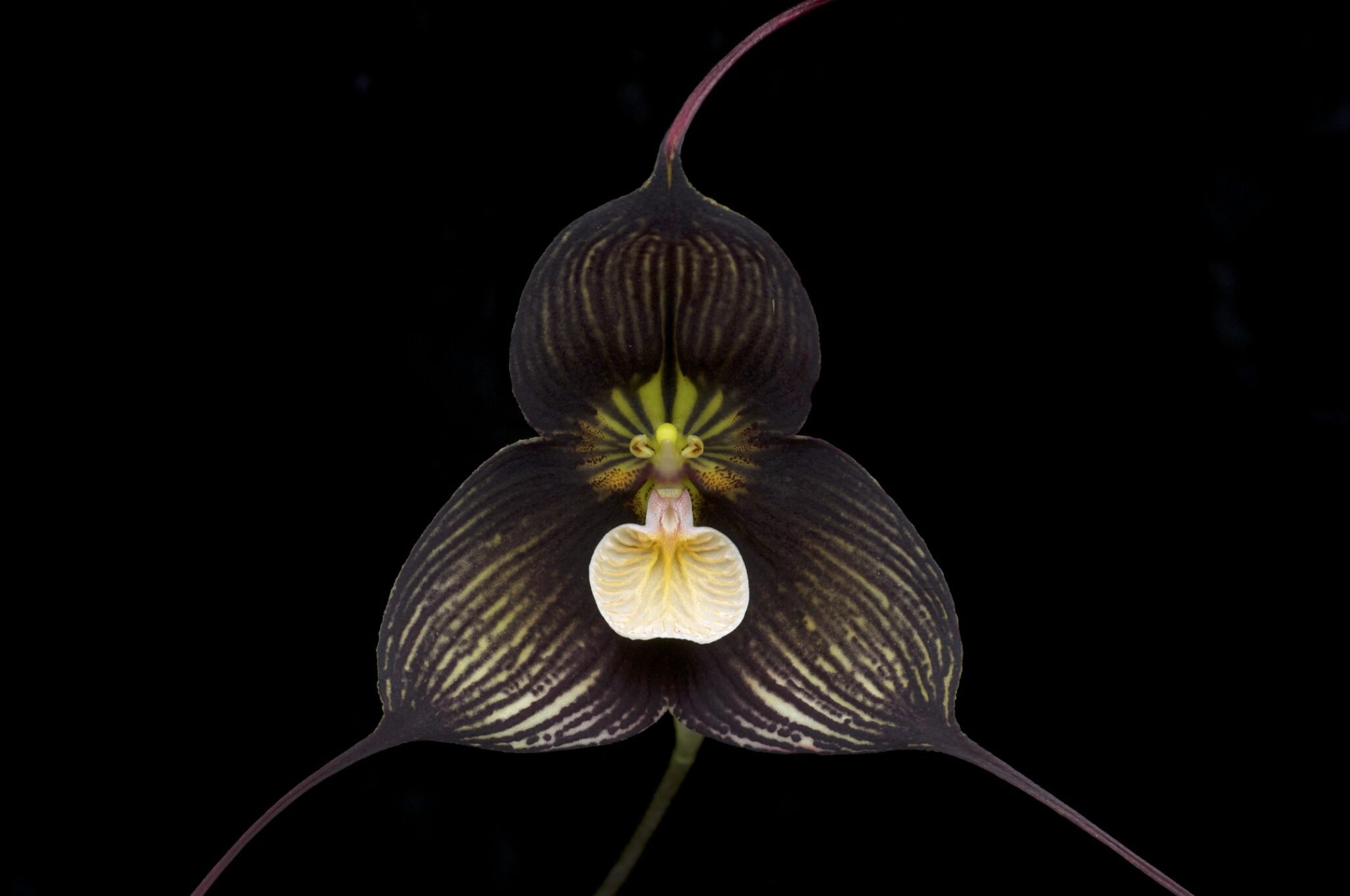 ▷🌺 [Orquídea Drácula | Te descubrimos la orquídea Dragón] 👉 [La guía más  completa del 2023]