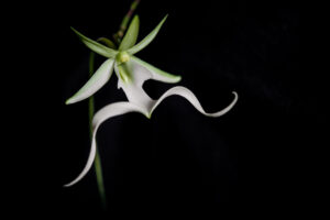 Orquídea fantasma | Te descubrimos la orquídea Polyrrhiza lindenii