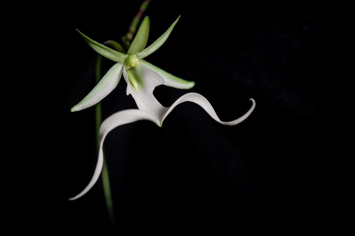 ▷? [Orquídea fantasma | Te descubrimos la orquídea Polyrrhiza lindenii] ?  [La guía más completa del 2023]