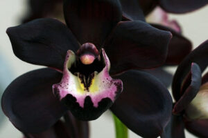 Orquídea negra | Significado, cuidados y fotos