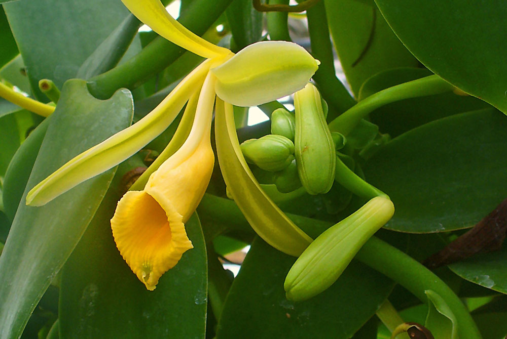 ▷🌺 [Orquídea Vainilla | Te descubrimos la Vanilla planifolia] 👉 [La guía  más completa del 2023]