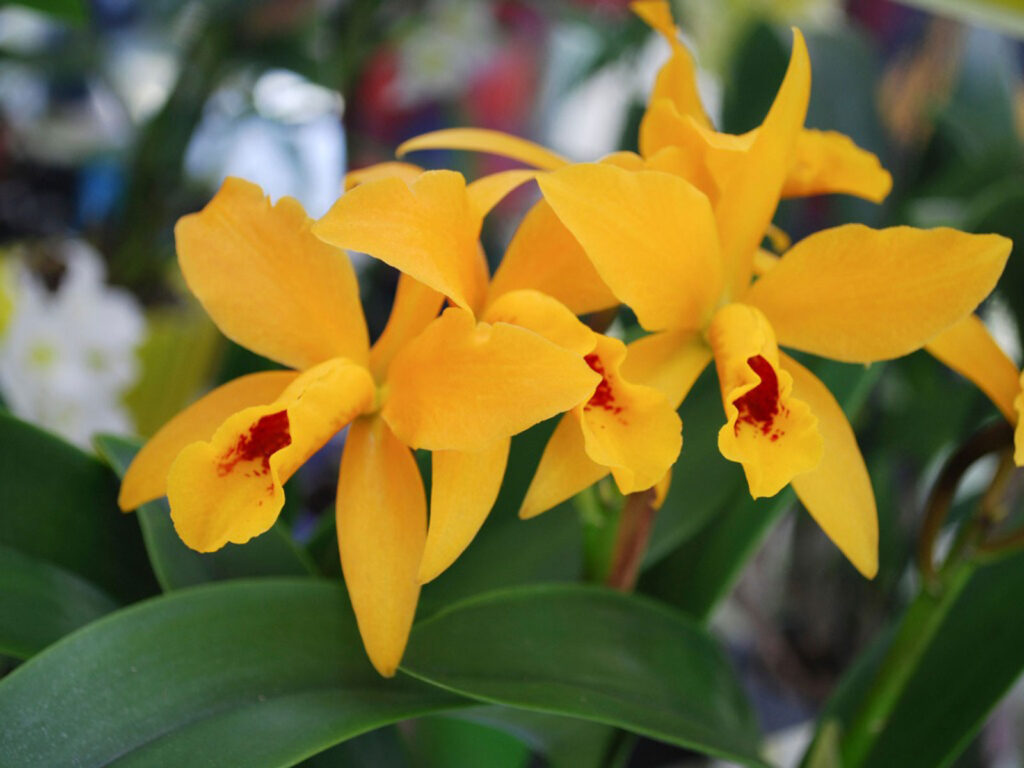 ▷? [Orquídeas amarillas | Significado, cuidados y fotos] ? [La guía más  completa del 2023]