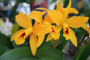 Orquídeas amarillas | Significado, cuidados y fotos