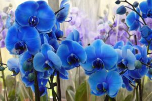 Orquídea azul | Significado, cuidados y fotos