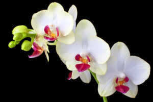 Orquídeas blancas | Significado, cuidados y fotos