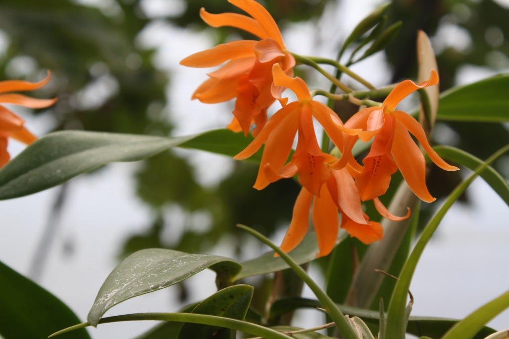 Top 97+ nombres de orquídeas silvestres mexicanas
