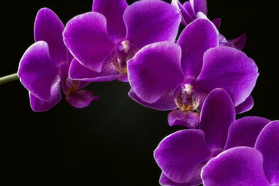 ▷🌺 [Orquídeas moradas | Significado, cuidados y fotos] 👉 [La guía más  completa del 2023]