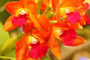 Orquídea naranja | Significado, cuidados y fotos