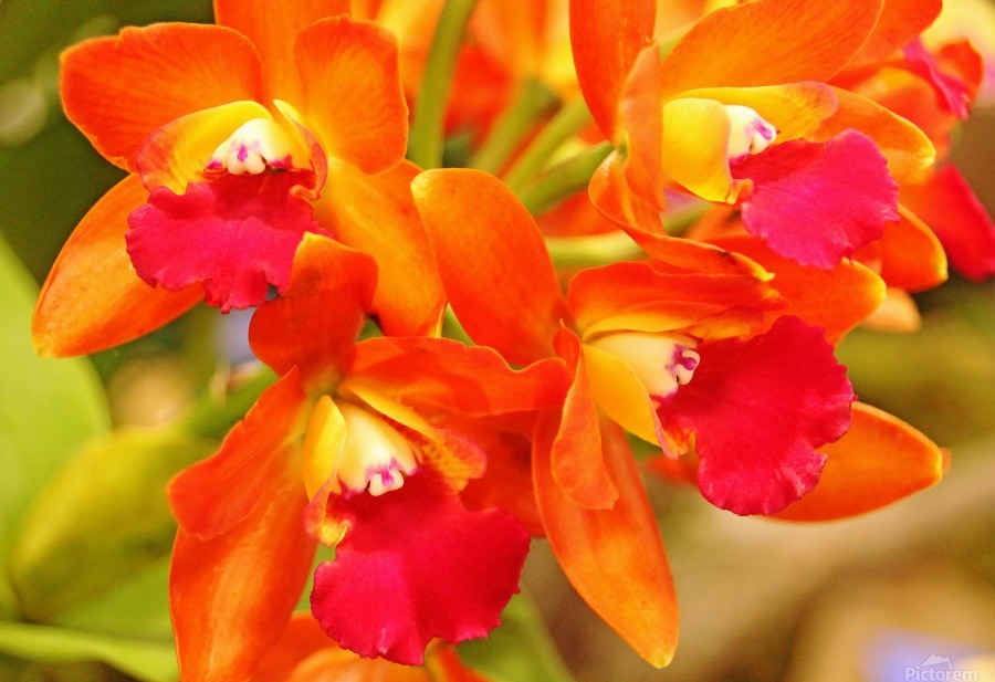 ▷???? [Orquídea naranja | Significado, cuidados y fotos] ???? [La guía más  completa del 2023]