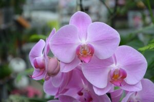 Orquídea rosa | Significado, cuidados y fotos