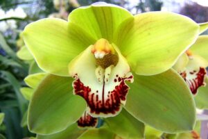 Orquídea verde | Significado, cuidados y fotos