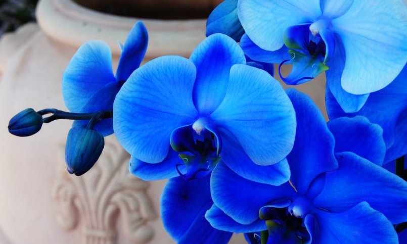 Orquídea azul: Significado, Cuidados y Fotografías