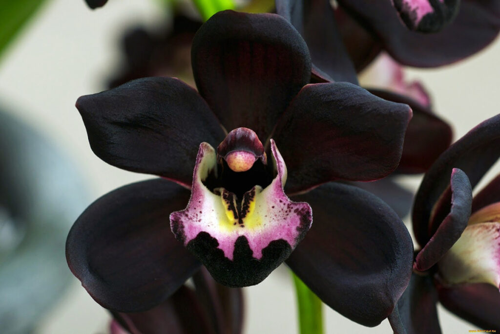 ▷? [Orquídea negra | Significado, cuidados y fotos] ? [La guía más  completa del 2023]