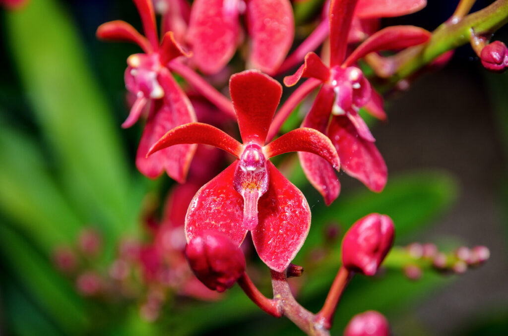 ▷? [Orquídeas rojas | Significado, cuidados y fotos] ? [La guía más  completa del 2023]